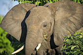 African Elephant (Loxodonta), Chobe National Park; Kasane, Botswana