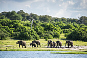 Afrikanische Elefanten (Loxodonta), Chobe-Nationalpark; Kasane, Botsuana