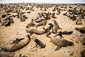 Kap-Pelzrobben (Pinnipedia) Im Robbenreservat an der Skelettküste; Cape Cross, Namibia
