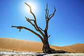 Deadvlei-Pfanne und Dünen, schätzungsweise 900 Jahre alte abgestorbene Kameldornbäume (Acacia Erioloba) in der trockenen Lehmpfanne sind von den größten Sanddünen der Welt umgeben, Namib-Naukluft-Nationalpark, nahe Sossusvlei; Namibia