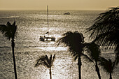 Nachmittagslicht auf den Kokosnusspalmen von Palm Beach; Aruba