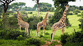 Giraffen (Giraffa Camelopardalis), Murchison Falls National Park; Urganda