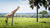 Giraffe (Giraffa Camelopardalis), Murchison Falls National Park; Uganda