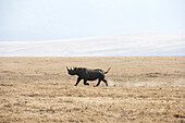 Black Rhinoceros (Diceros Bicornis) Running Across Dry, Dusty Savannah, Ngorongoro Crater; Tanzania