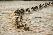 Gemischte Gruppe von Zebras (Equus Quagga) und Gnus (Connochaetes Taurinus), die den überfluteten Mara-Fluss im Serengeti-Nationalpark überqueren; Tansania