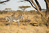 Grevy's Zebras (Equus Grevyi) mit Beisa Oryx im Hintergrund in der Trockenzeit Savanne, Samburu National Reserve; Kenia