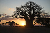 Blattloser Baobab-Baum bei Sonnenuntergang, Tarangire-Nationalpark; Tansania