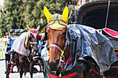 Geschmückte Pferde, die Kutschen ziehen; Rom, Italien