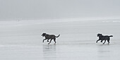 Zwei schwarze Hunde laufen auf einem nassen Strand im Nebel