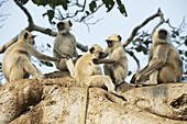 Fünf Languren sitzen in einem Baum; Dharpatha Mal, Madhya Pradesh, Indien