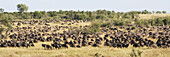 Hunderte von Gnus (Connochaetes) grasen an einem bewaldeten Hang als Teil der großen Migration über den Mara-Fluss in Afrika; Narok, Kenia