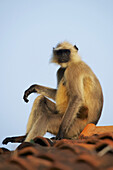 Langur (Colobinae) Sitting On Roof; Dharpatha Mal, Madhya Pradesh, India