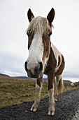 Icelandic Horses Walking Along A Road; Iceland