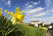 Gelbe Narzissen in Blüte mit Häusern in der Ferne; Yorkshire Dales, England