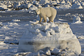 Polar Bear (Ursus Maritimus) Along The Hudson Bay Coast Waiting For The Bay To Freeze Over; Manitoba, Canada