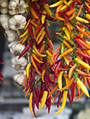 Hängende bunte Paprika- und Knoblauchzwiebeln; Amalfi, Italien