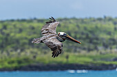 Brown Pelican (Pelecanus Occidentalis) Gliding Above Sea By Coast; Galapagos Islands, Ecuador
