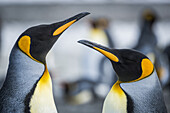 Close Up Of Two King Penguins (Aptenodytes Patagonicus); Antarctic
