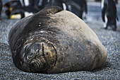 Elephant Seal (Aptenodytes Patagonicus) Lying Asleep On Sandy Beach With King Penguins (Aptenodytes Patagonicus) In The Background; Antarctica