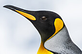 Nahaufnahme des Kopfes eines Königspinguins (Aptenodytes Patagonicus) mit schwarzem Kopf und grauem Rücken mit orangefarbenem Schnabel und Kehle, verschwommener Hintergrund; Antarktis