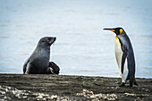 King Penguin (Aptenodytes Patagonicus) Walking On Beach Past An Antarctic Fur Seal (Arctocephalus Gazella); Antarctica