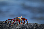 Sally Lightfoot Crab (Grapsus Grapsus) On Grey Volcanic Rock; Galapagos Islands, Ecuador