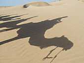 Schatten von Kamelen und Touristen bei einer Strandwanderung auf dem Sand; Essaourira, Marokko