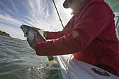 Ein Mann hält einen Fisch am Rande eines Bootes an der Atlantikküste; Cape Cod, Massachusetts, Vereinigte Staaten von Amerika