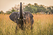 Baby Elephant (Loxodonta Africana) Eating Grass With Trunk Raised; Botswana