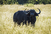 Cape Buffalo (Syncerus Caffer) Backlit In Grass Facing Camera; Botswana