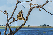 Chacma-Pavian (Papio Ursinus) gähnt in einem Baum am Fluss; Botsuana