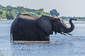Elephant (Loxodonta Africana) Standing In River Holds Up Trunk; Botswana