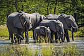 Group Of Elephants (Loxodonta Africana) Drinking At Water Hole; Botswana