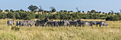 Panorama von Burchell's Zebra (Equus Quagga Burchellii) beim Grasen im Gebüsch; Botsuana