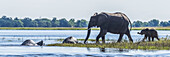 Panorama einer Elefantenfamilie (Loxodonta Africana) beim Überqueren eines Flusses; Botsuana