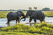 Two Elephants (Loxodonta Africana) Locking Tusks In Shallow River; Botswana