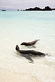 Seelöwen schwimmen im kristallklaren türkisfarbenen Meer am weißen Sandstrand