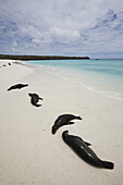 Sealions On White Sand Beach With Crystal Clear Turquoise Sea