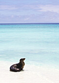 Seelöwe am weißen Sandstrand mit kristallklarem, türkisfarbenem Wasser