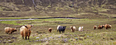 Scottish Highland Landscape With Long Horned Highland Cattle In Foreground