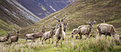 Red Deer In Scottish Highland Landscape