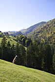 Ländliche Landschaft mit Heuhaufen in den Karpaten