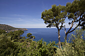Meerblick mit Pinienbäumen von der Küstenstraße zwischen Soller und Pollenca, Mallorca, Spanien