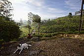 Hund auf Teeplantage in Hügellandschaft, Zentral-Sri Lanka