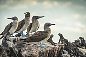 Blue-Footed Booby (Sula Nebouxii) Perched On A Rock Beside Iguanas; Galapagos Islands, Ecuador