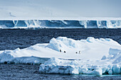 Pinguine auf einem Eisberg; Antarktis