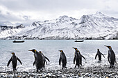 King Penguins (Aptenodytes Patagonicus) Walking Into The Water And Rigid-Inflatable Boats Moored In The Water Along The Coast; South Georgia, South Georgia, South Georgia And The South Sandwich Islands, United Kingdom