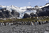 King Penguin ( Colony