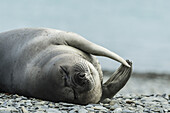 Weddell Seal (Leptonychotes Weddellii); Half Moon Island, South Shetlands, Antarctica