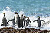 Königspinguine (Aptenodytes Patagonicus) beim Planschen in der Brandung; Antarktis